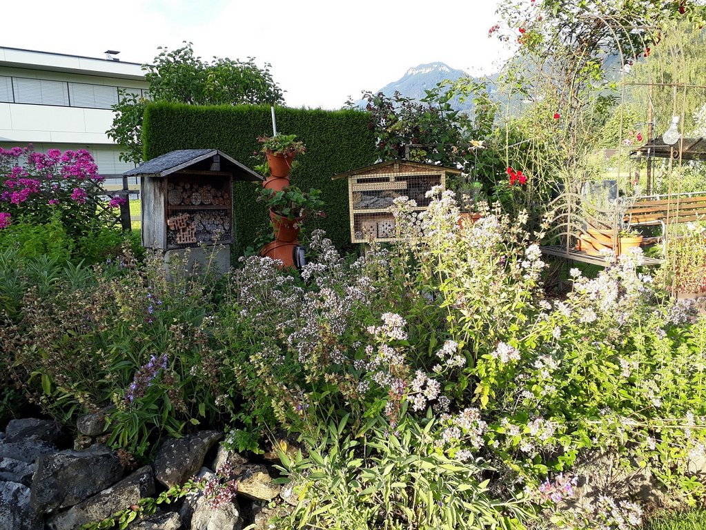 OGV Obst und Gartenkultur Vorarlberg Hofer Markus, Altach