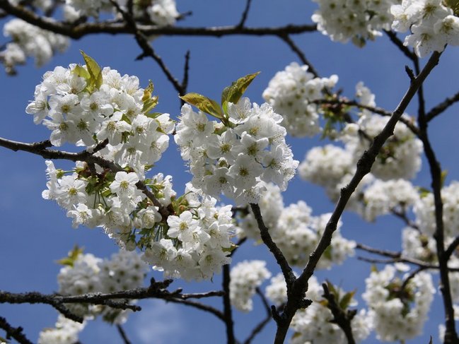 Frühjahr - Blüte