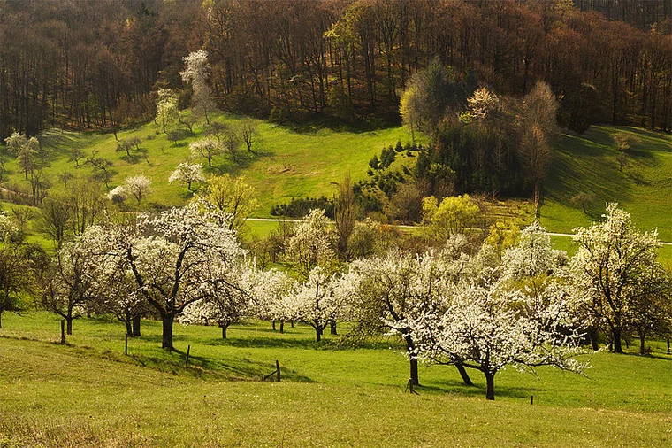 © cc-by-sa-3.0-de allwiki@ulrich-tichy.de