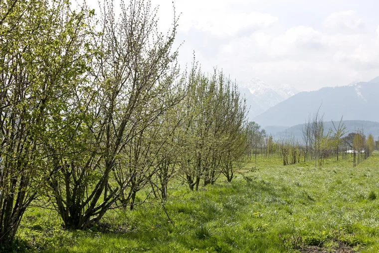 Rankweil am 19.4.2021 PK Pressekonferenz OGV Obst und Gartenkul