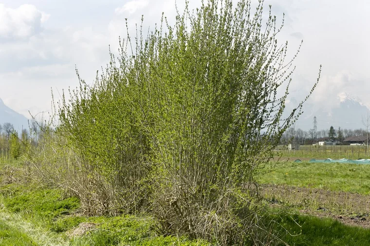 Rankweil am 19.4.2021 PK Pressekonferenz OGV Obst und Gartenkul