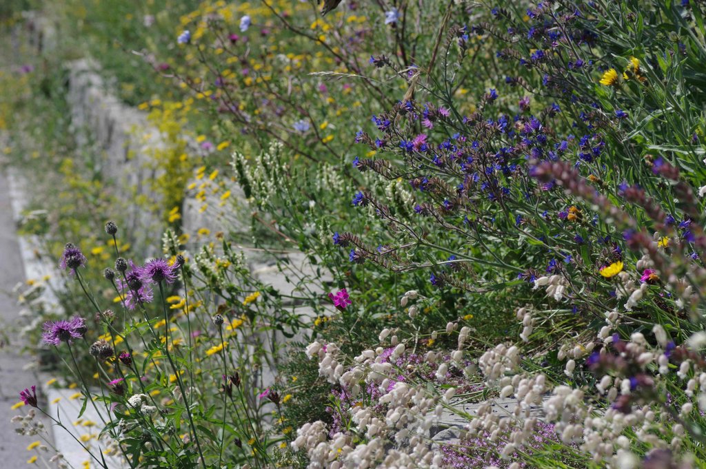 © Hilgenstock-Naturgarten