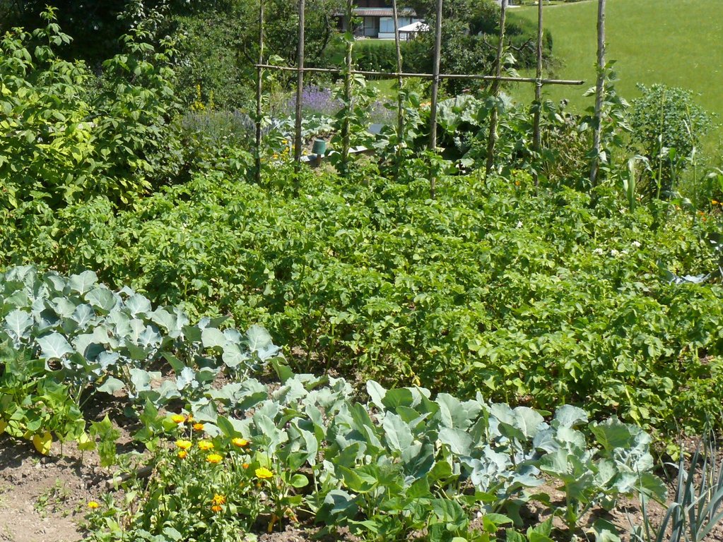 OGV Obst und Gartenkultur Vorarlberg Was ist jetzt im Gemüsebeet zu tun?