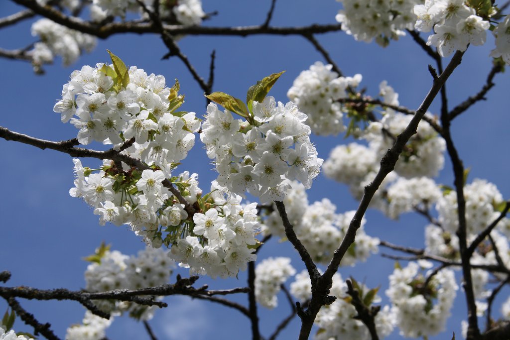 Frühjahr - Blüte